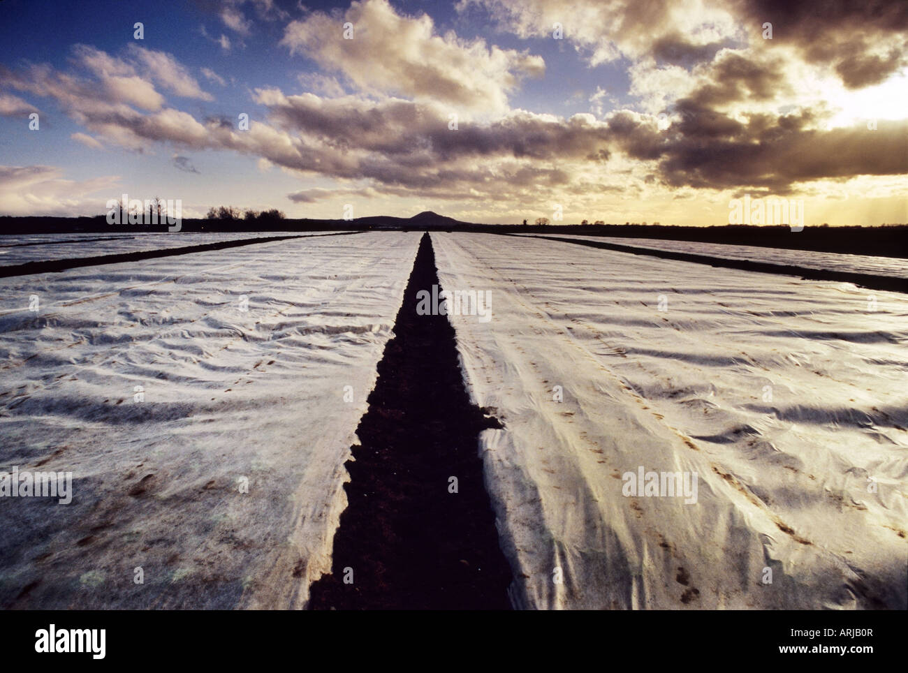 Farm crops at sunset under polythene sheets at Lilleshall, Shropshire