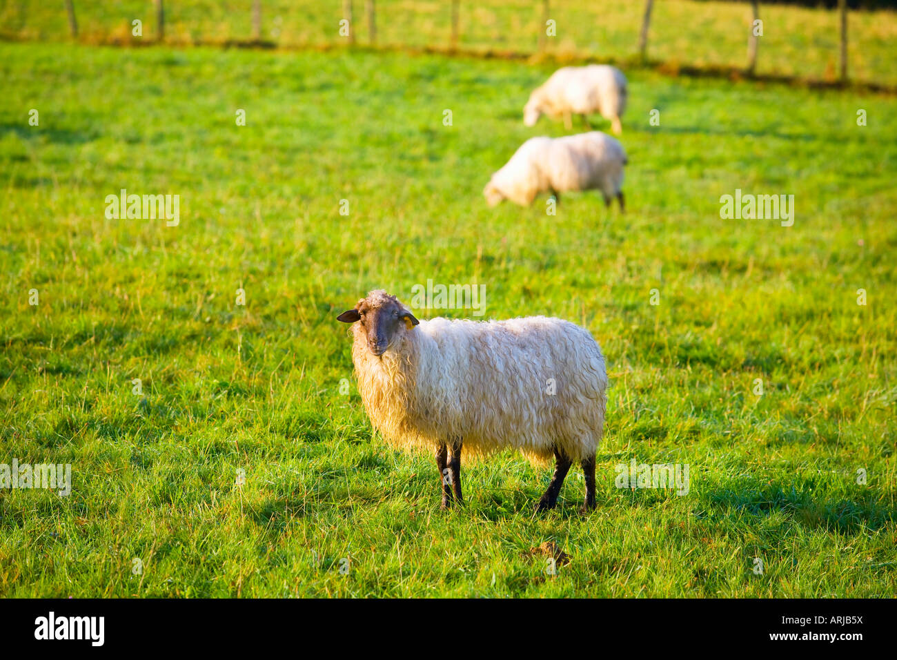 Sheep in the Pays Basque France Stock Photo - Alamy
