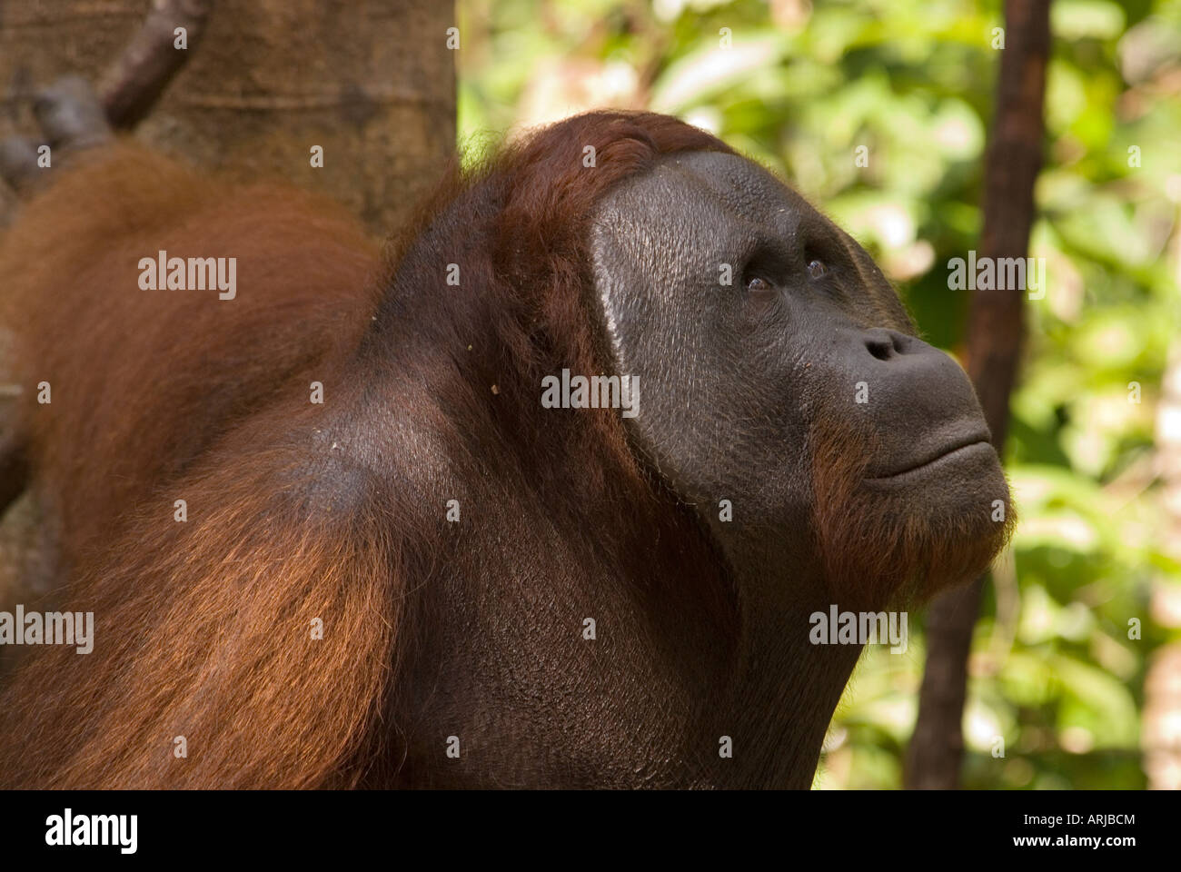 male orangutan Pongo pygmaeus looks up into the trees in Indonesian rain forest, Borneo Stock Photo