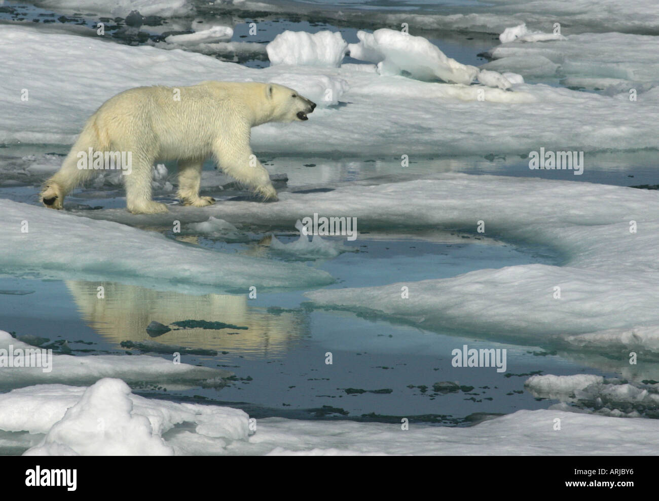 polar bear (Ursus maritimus), on pack ice, the world largest bear and carnivore, Canada, Nunavut, Jenny Lind Island Stock Photo