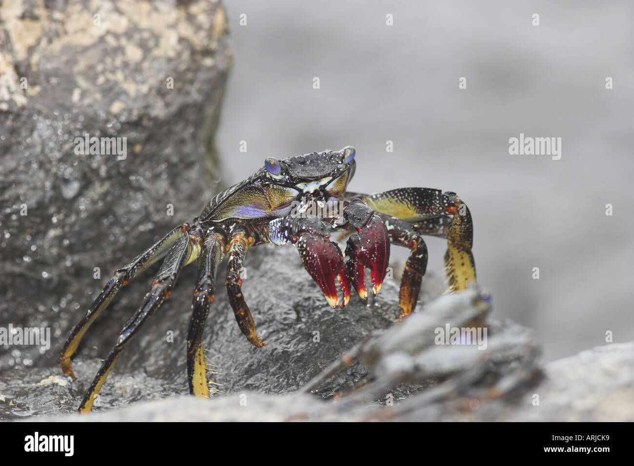 marbled shore crab, marbled rock crab (Pachygrapsus marmoratus), portrait, on a rock, Spain, Teneriffa Stock Photo