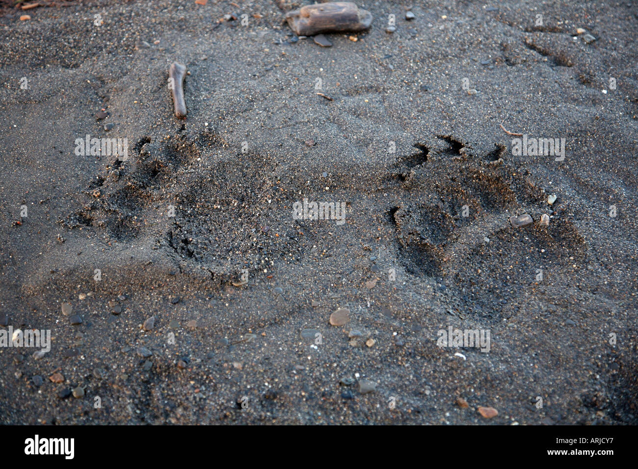 brown bear, grizzly bear (Ursus arctos horribilis), tracks in sand, USA