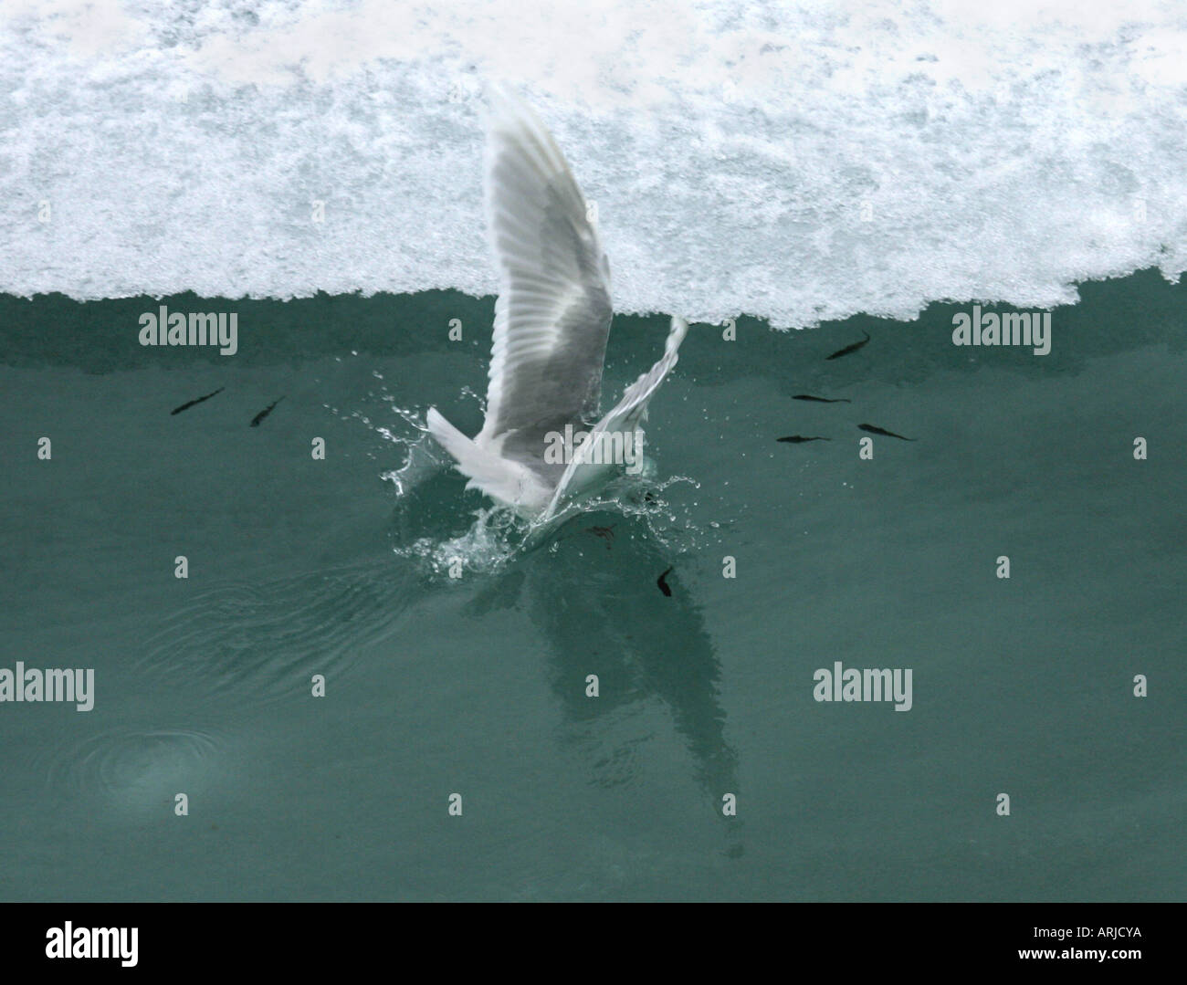 glaucous gull (Larus hyperboreus), dipping in water for capturing codfishes, Canada, Beaufort See, Beaufort See Stock Photo