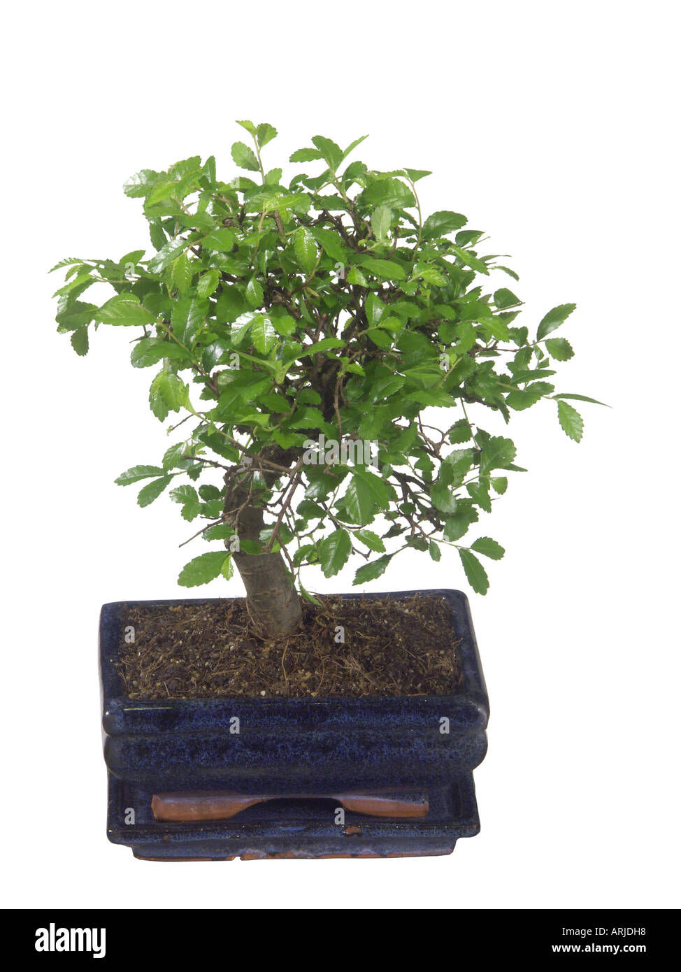 lacebark elm, Chinese elm (Ulmus parvifolia, Ulmus chinensis), Bonsai Tree Stock Photo