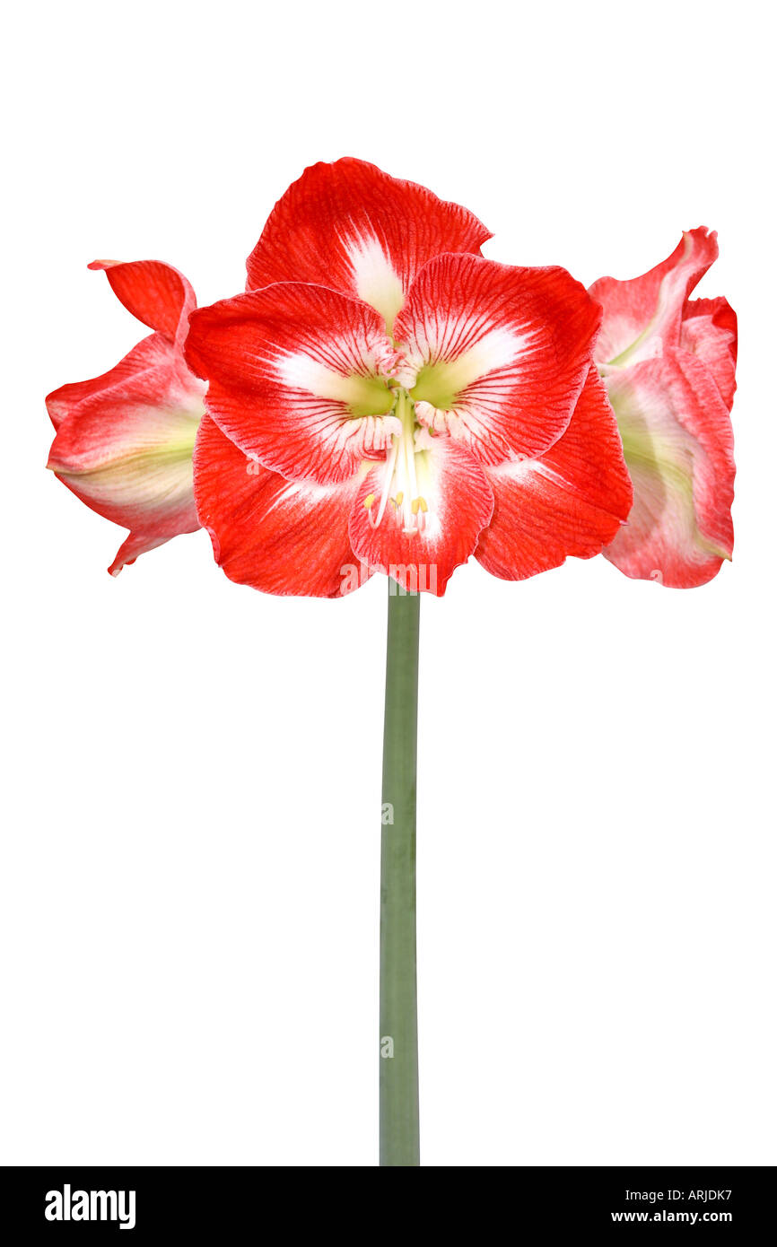 Hippeastrum or Amarylis flower Stock Photo