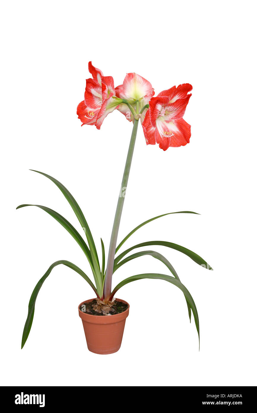 Hippeastrum or Amarylis flower in a pot Stock Photo