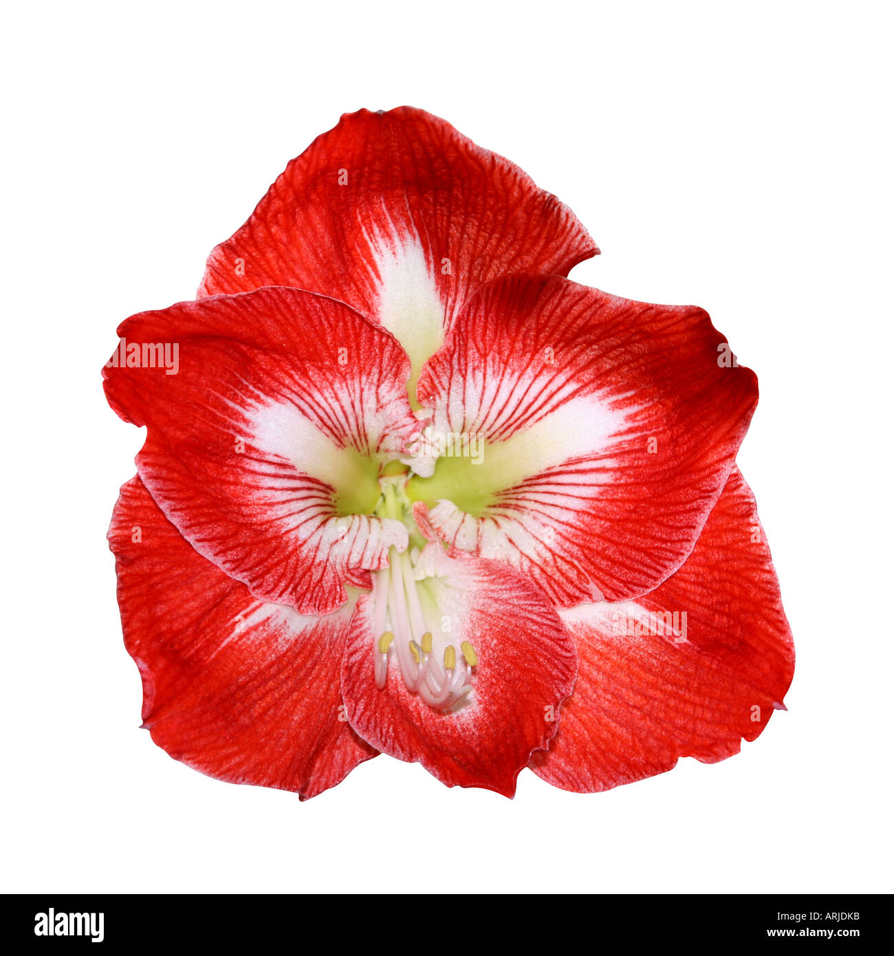 Hippeastrum or Amarylis flower Stock Photo