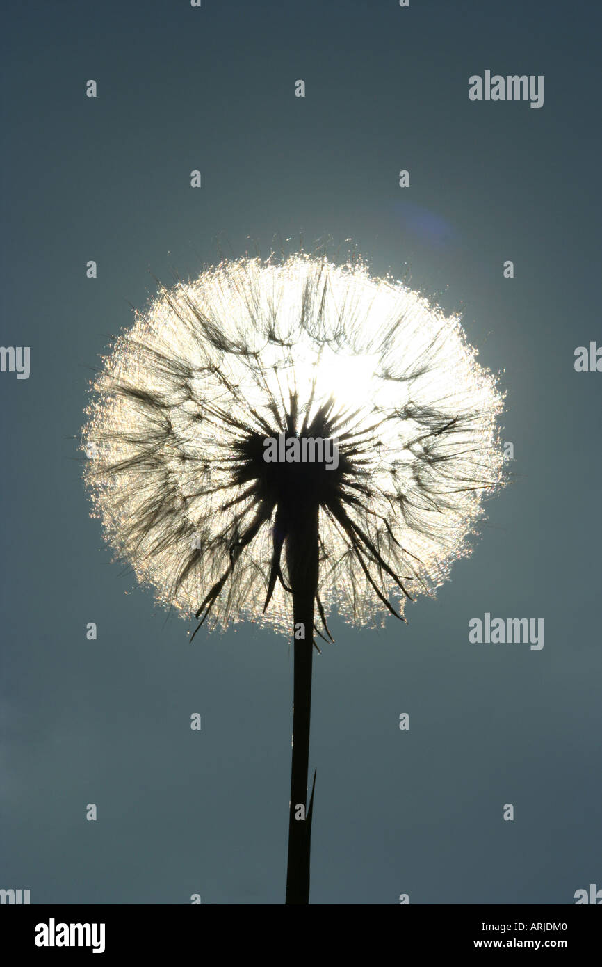 Dandelion against sun sky hi-res stock photography and images - Alamy