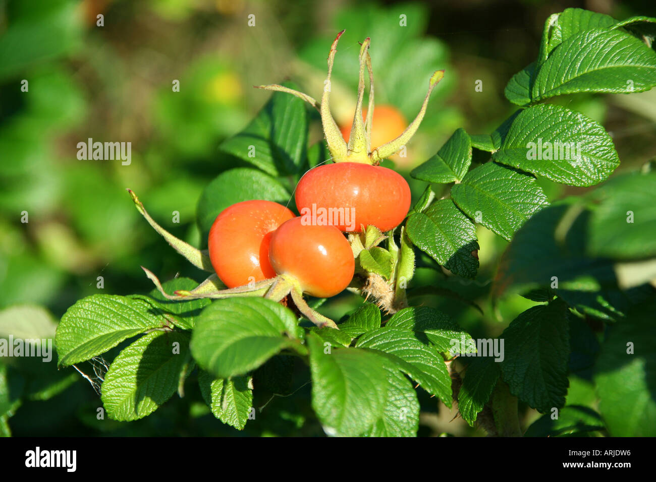 Dog Rose Rosa Canina Stock Photo - Alamy