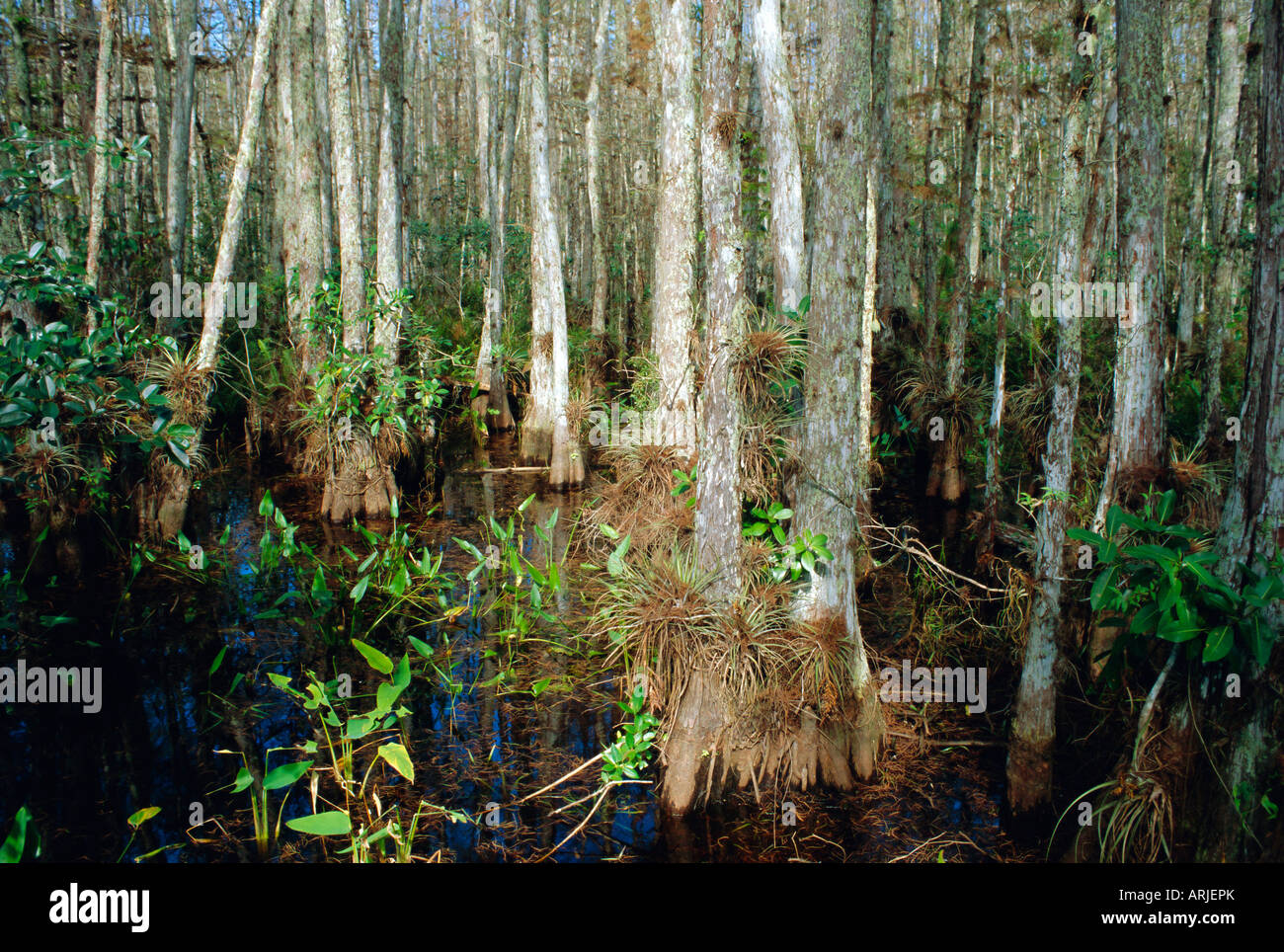 Bald Cypress Swamp in the Corkscrew Swamp Sanctuary near Naples