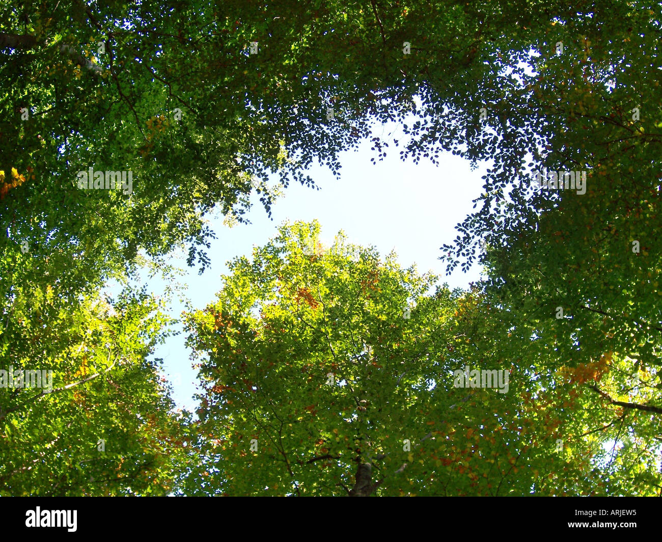 Frame filling leaves on trees with small text frame in the centre Stock Photo
