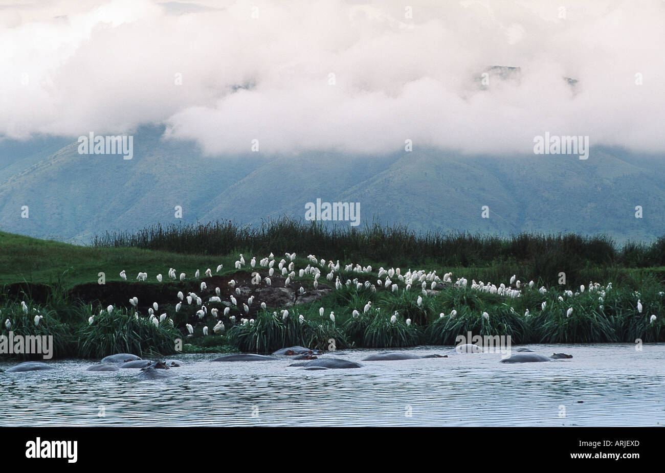 cattle egret, buff-backed heron, hippopotamus (Ardeola ibis, Bubulcus ibis, Hippopotamus amphibius), aggregation, Tanzania, Ngo Stock Photo