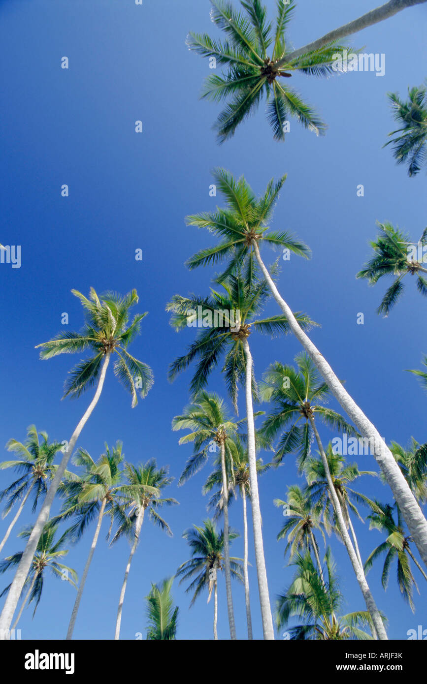 Palm Trees, Dominican Republic, Caribbean, West Indies Stock Photo