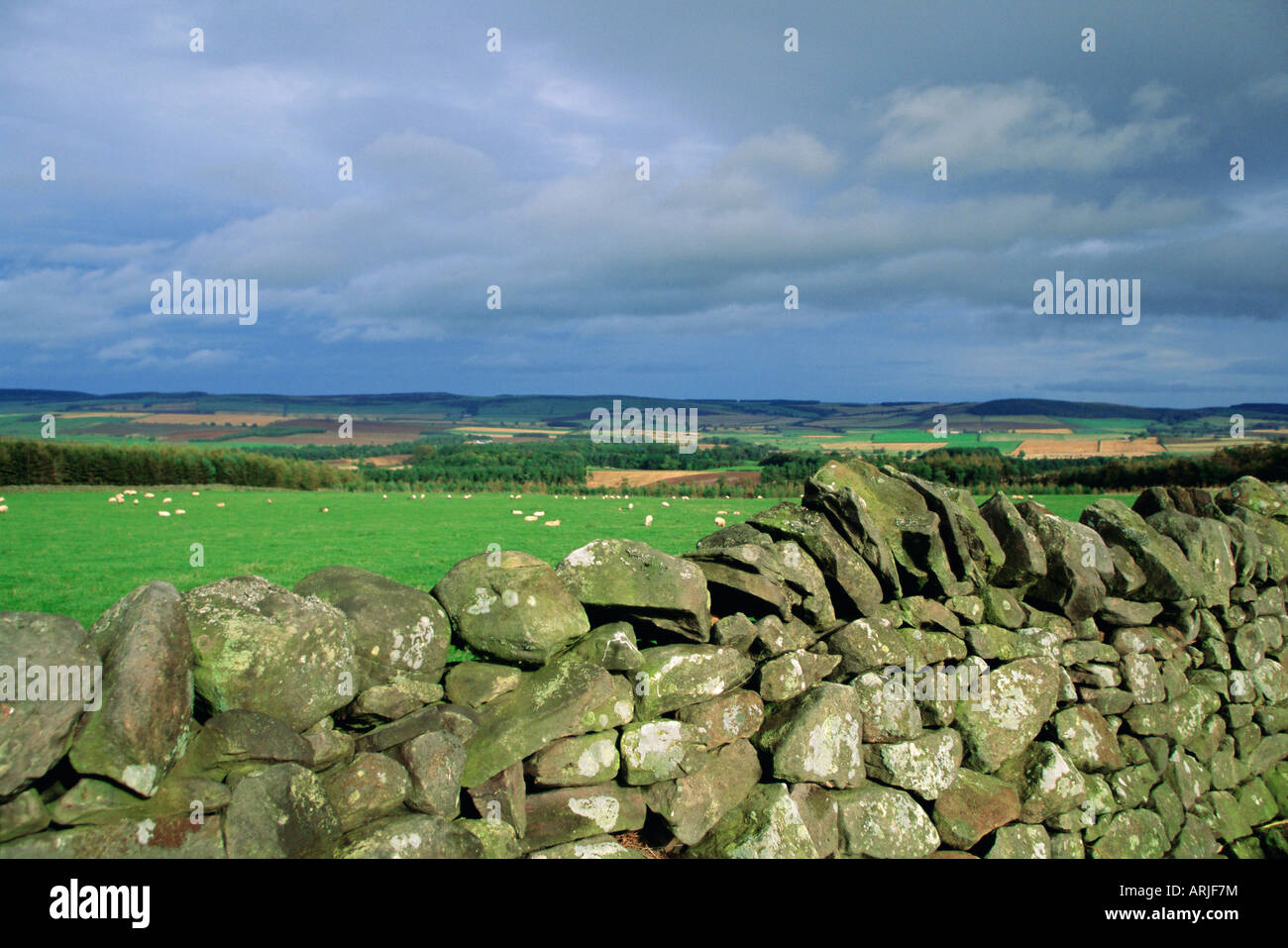 Dry stone wall near Doddington, Northumbria (Northumberland), England, UK, Europe Stock Photo