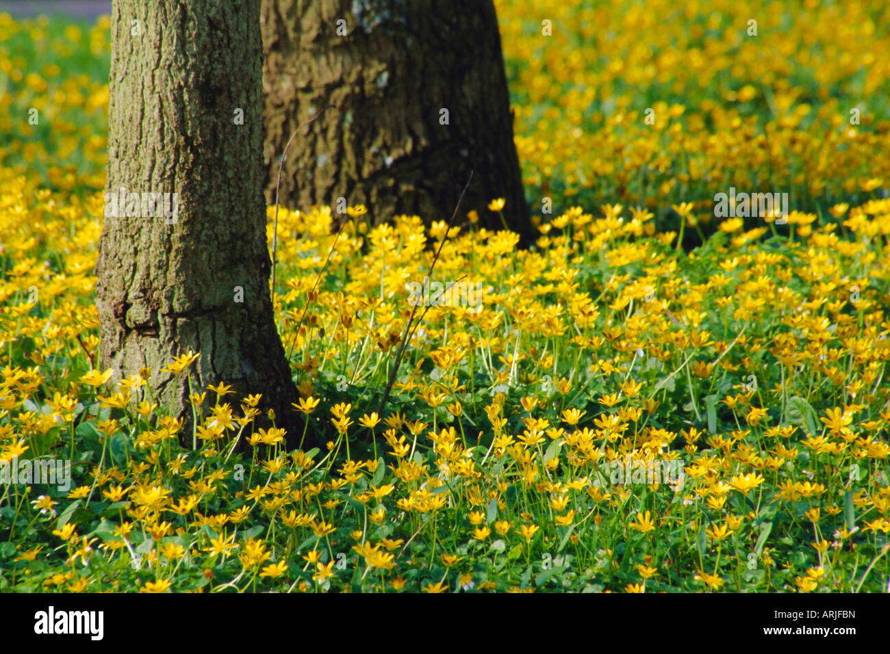 Wild flowers under trees by the roadside, Hayling Island, Hampshire