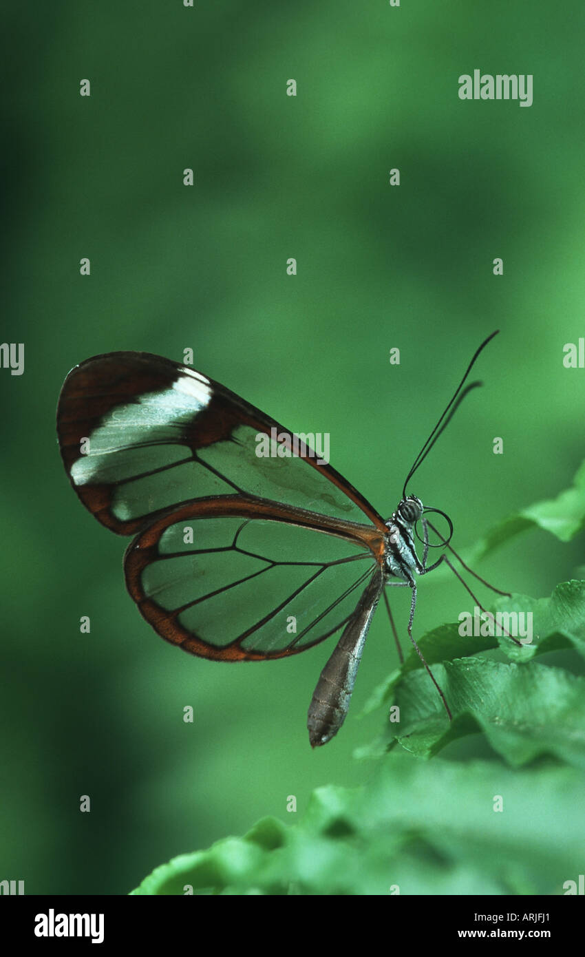 brush-footed butterfly, glasswing (Greta oto), siting on leaf Stock Photo