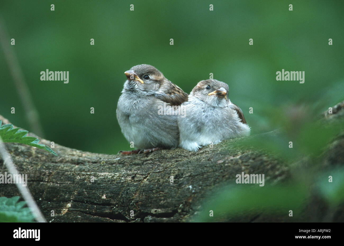 Two Baby Sparrows High Resolution Stock Photography and Images - Alamy