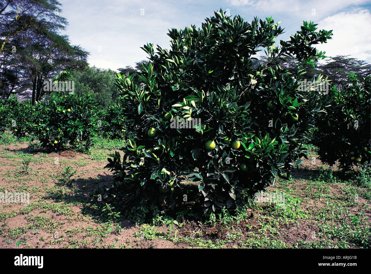 Oranges growing on an orange tree in an orchard near Lake Naivasha