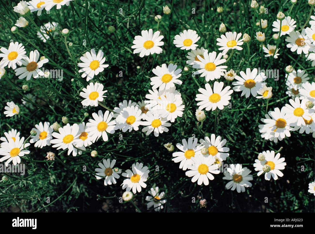 Pyrethrum daisies grown for insecticide production near Limuru Kenya East Africa Stock Photo