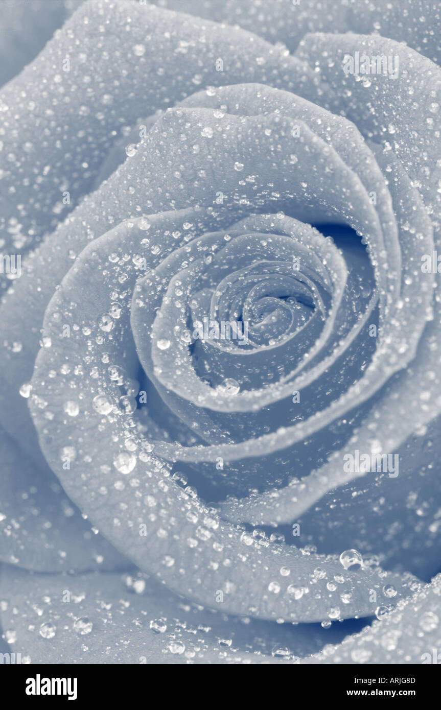 Beautiful dew drops on hi-res stock photography and images - Alamy