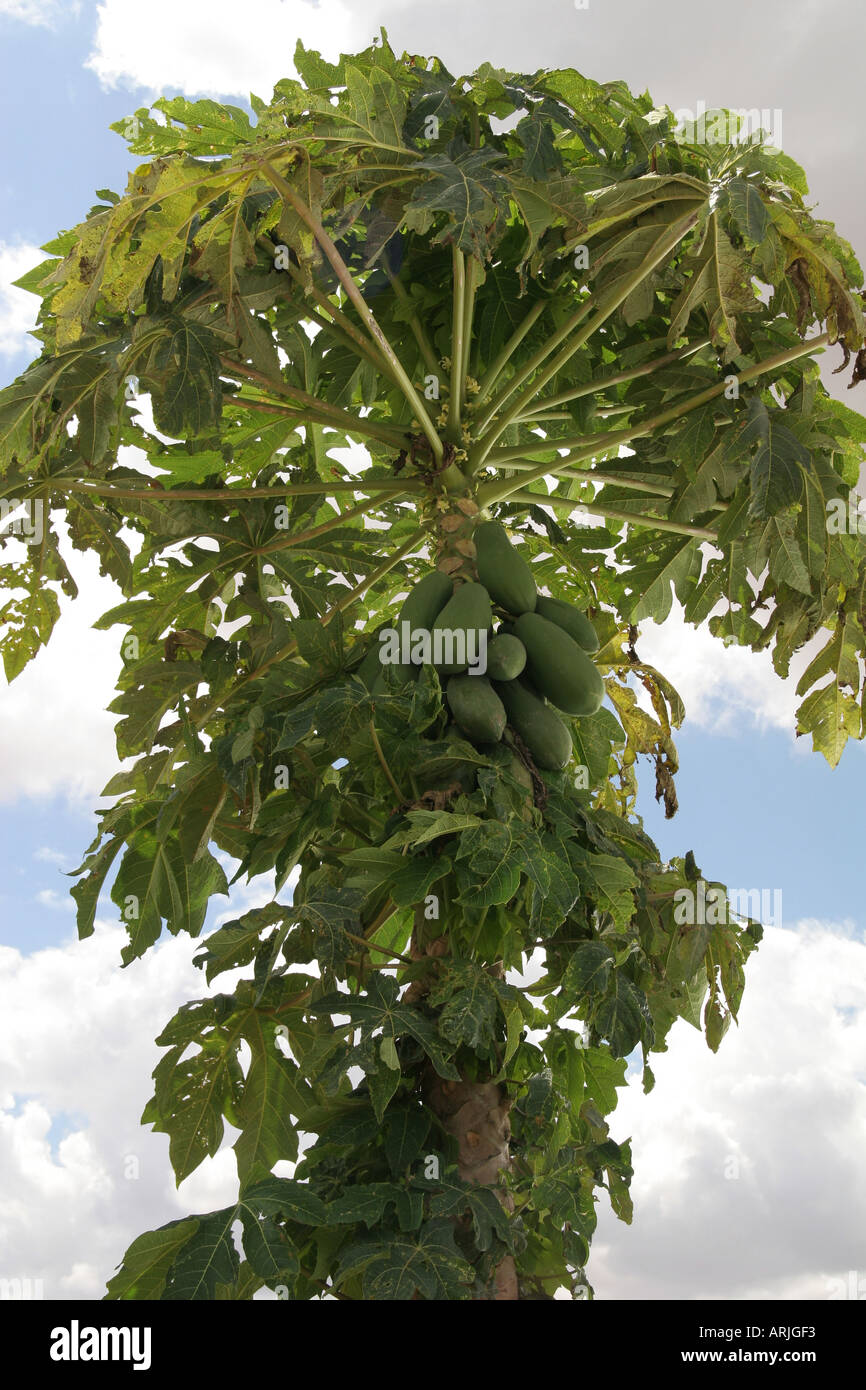 Kenya Tree Fruit Stock Photos & Kenya Tree Fruit Stock Images Alamy