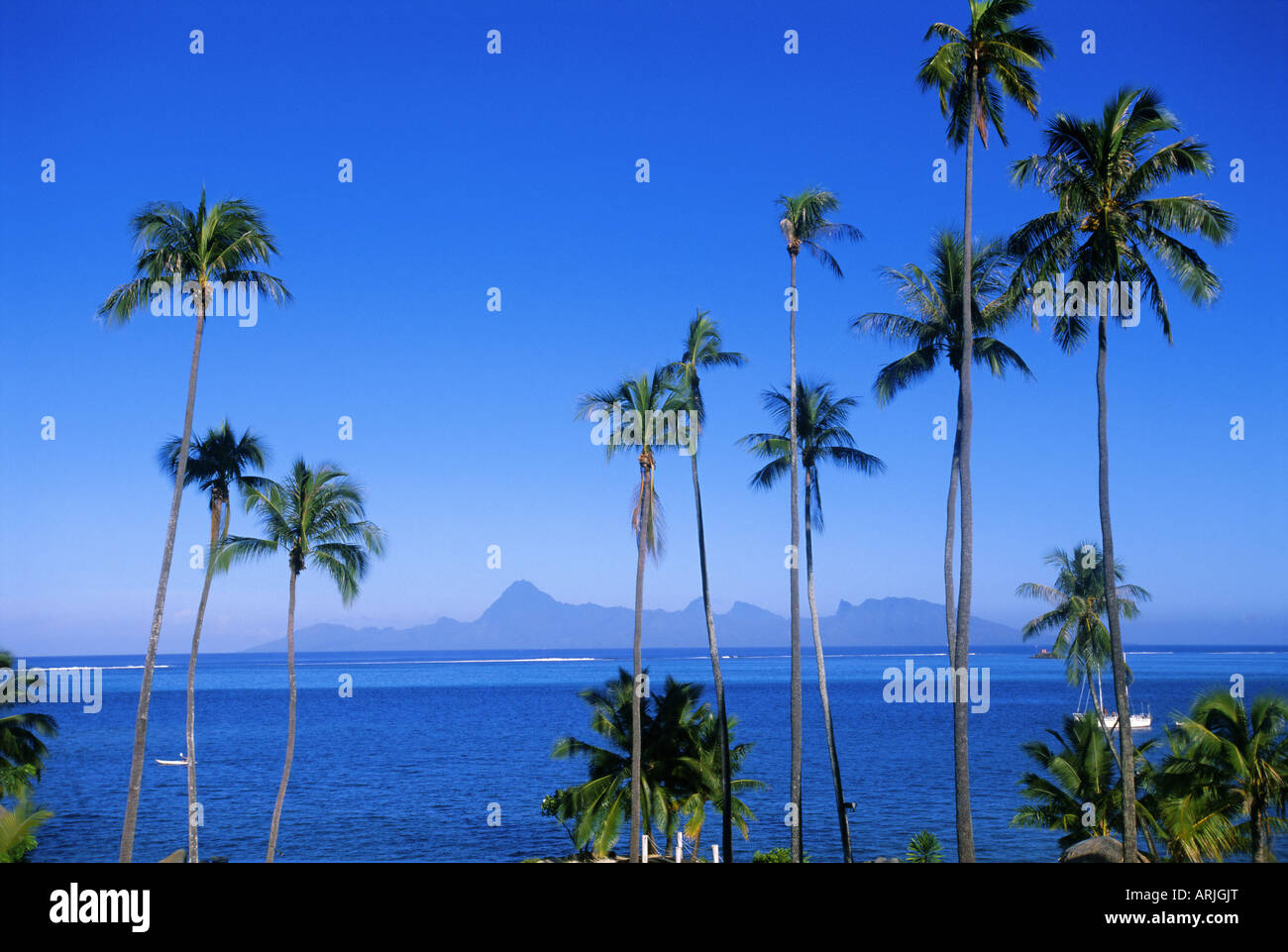 Palm trees and island, Tahiti, Society Islands, French Polynesia, South Pacific Islands, Pacific Stock Photo