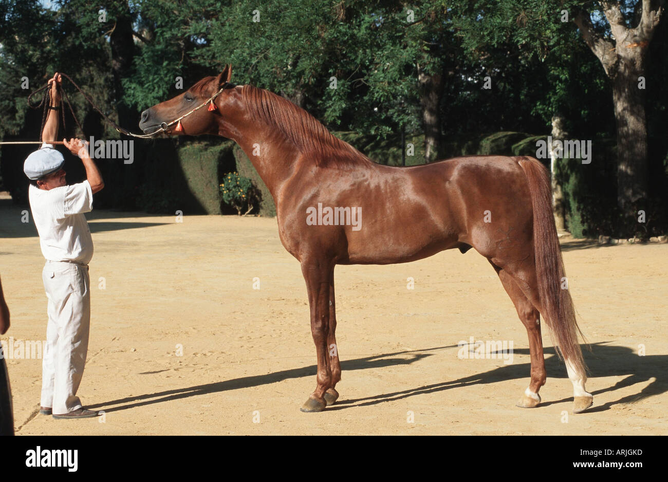 Cal Arab Pure bred arab horse hi-res stock photography and images - Alamy