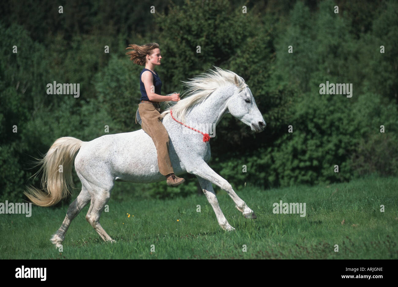 pure-bred Arab horse (Equus przewalskii f. caballus), riding girl without saddle Stock Photo