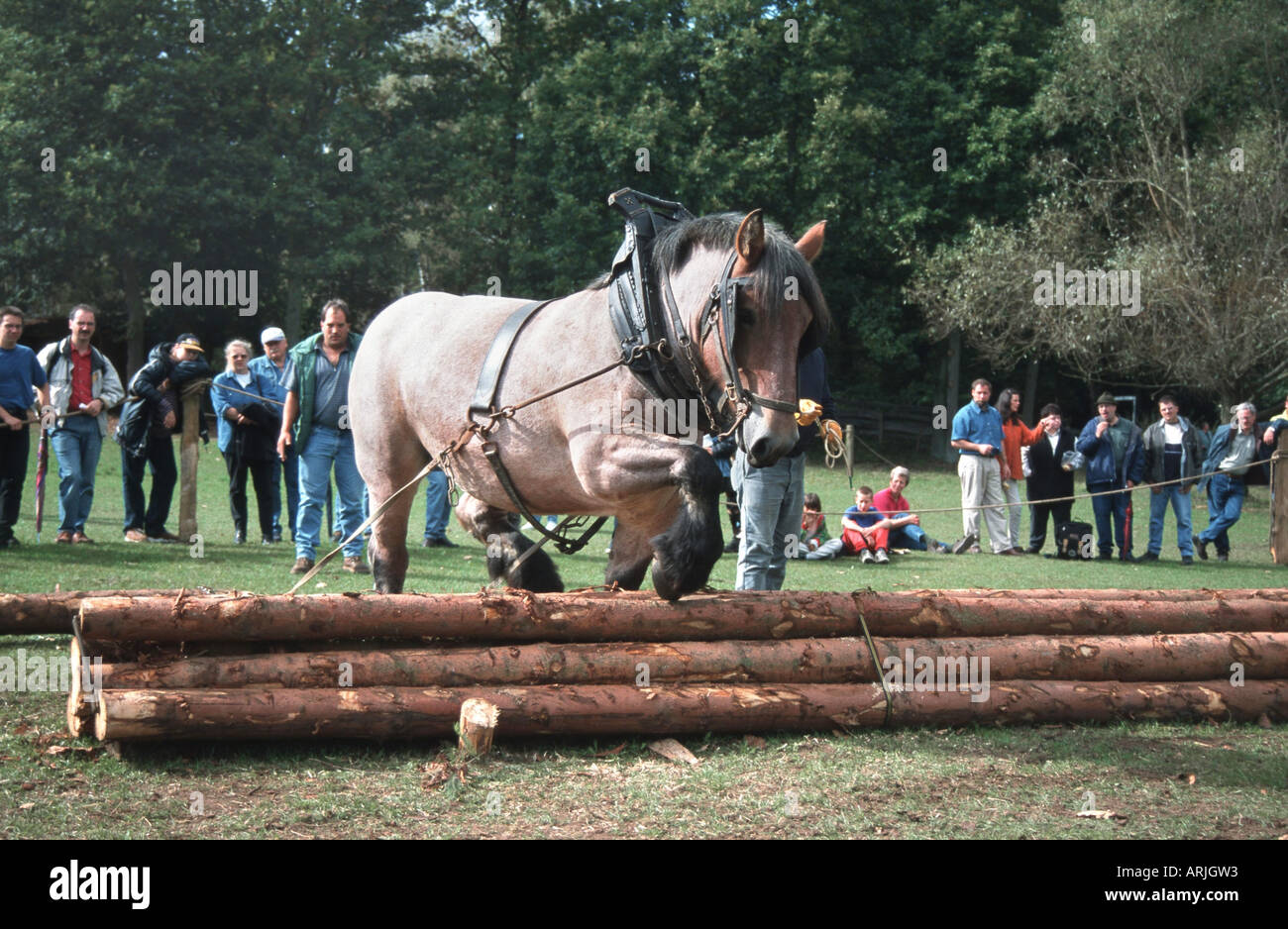 Ardennes horse (Equus przewalskii f. caballus), work horse, pulling