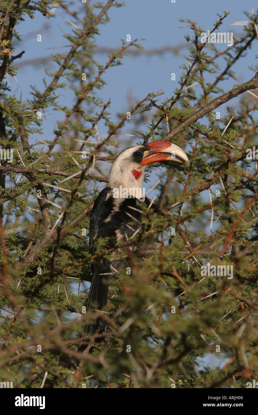 Von der decken's hornbill,   Tockus deckeni, perching in an acacia thorn tree, Tsavo, Kenya. Stock Photo