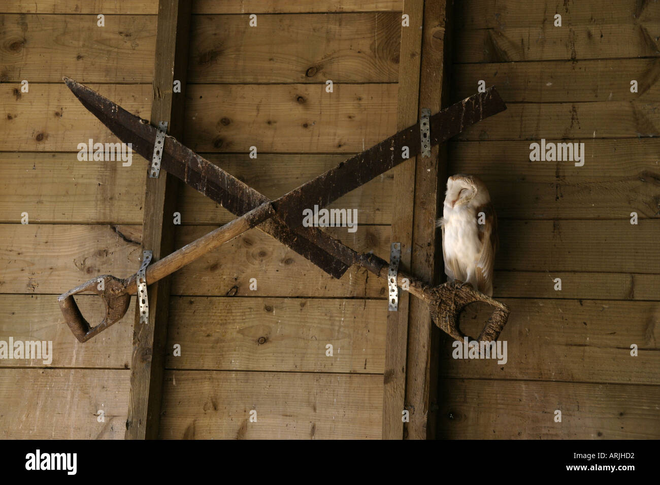 A european barn owl, resting during the day in an old fashioned barn. Stock Photo