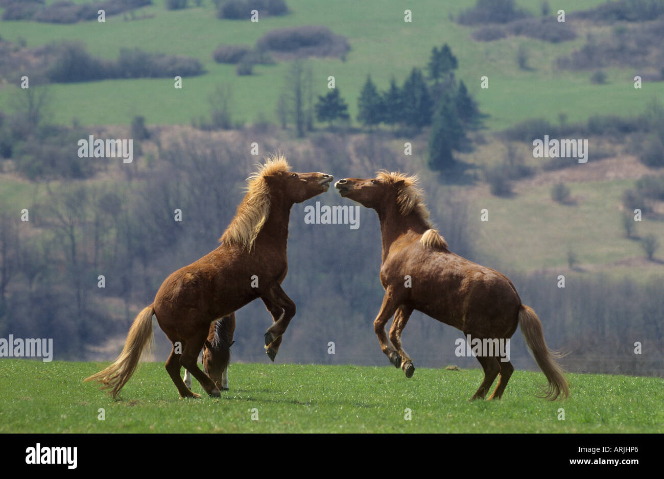 Two rearing horses hi-res stock photography and images - Alamy