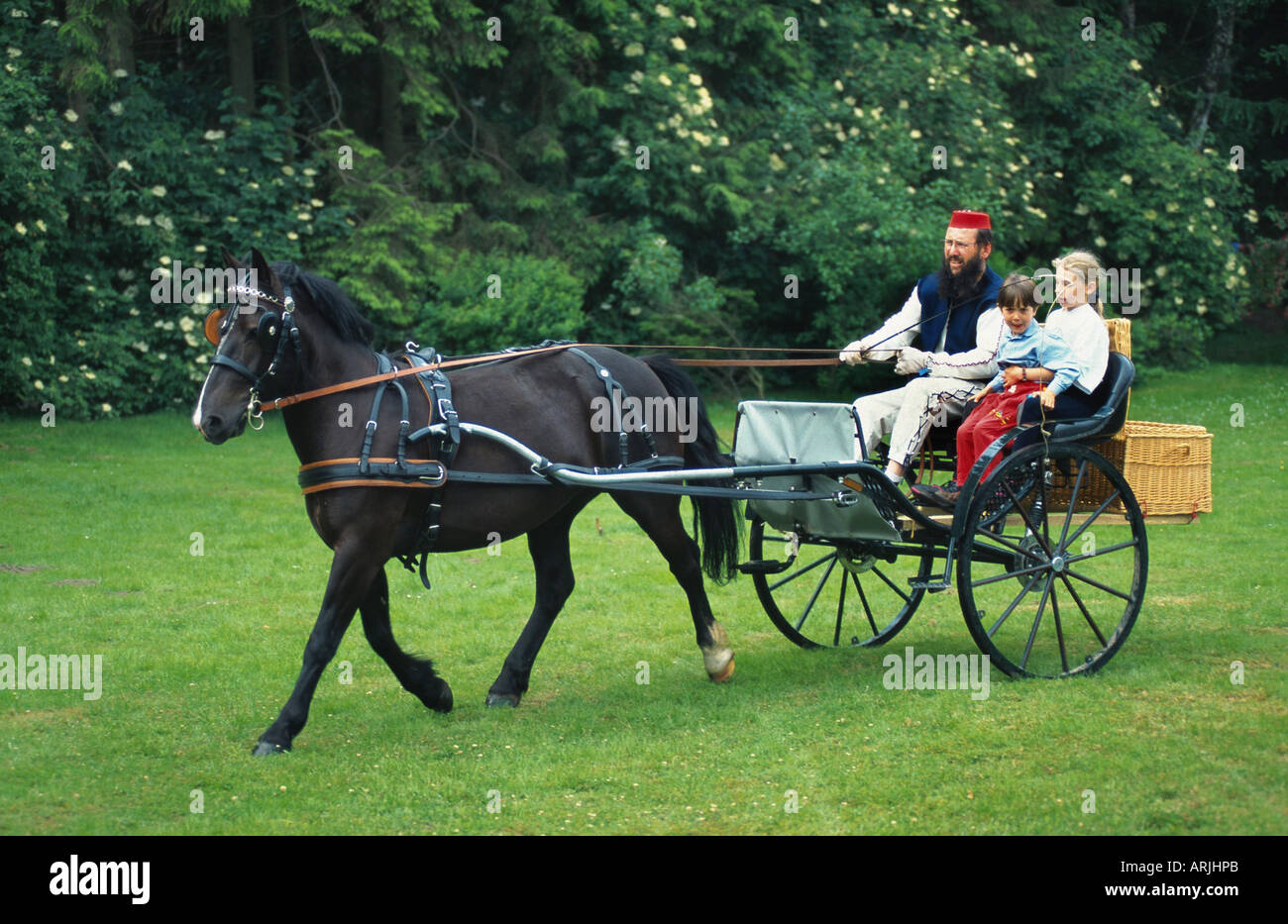 Bosnian pony (Equus przewalskii f. caballus), carriage Stock Photo - Alamy