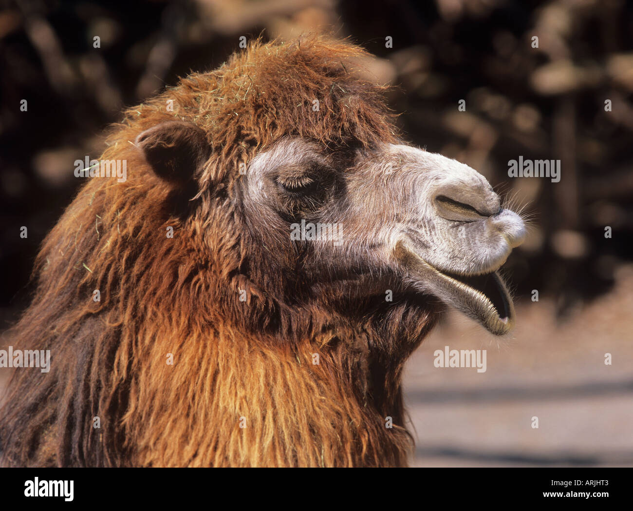 Camelus bactrianus Stock Photo