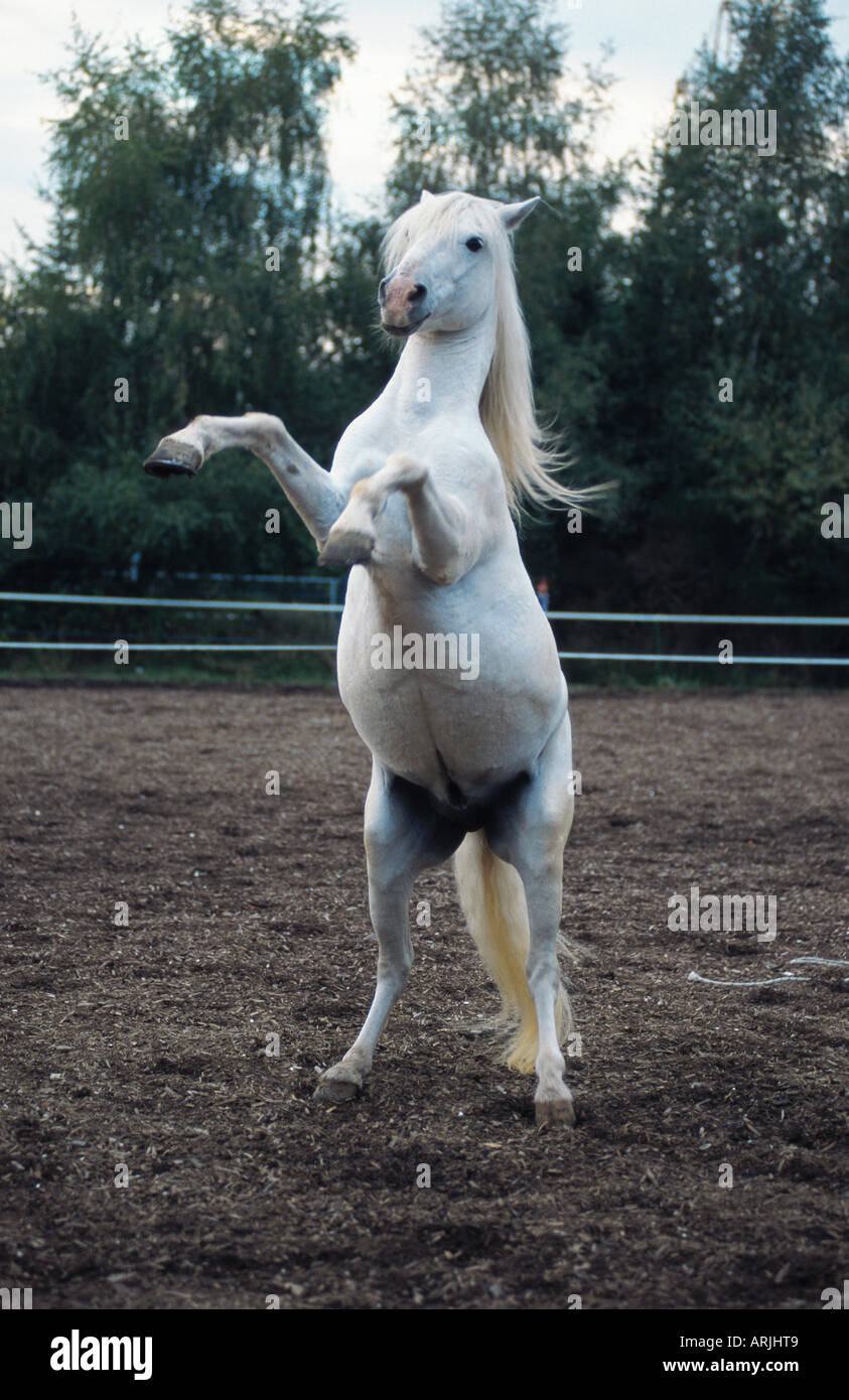 Camargue horse (Equus przewalskii f. caballus), rearing up Stock Photo