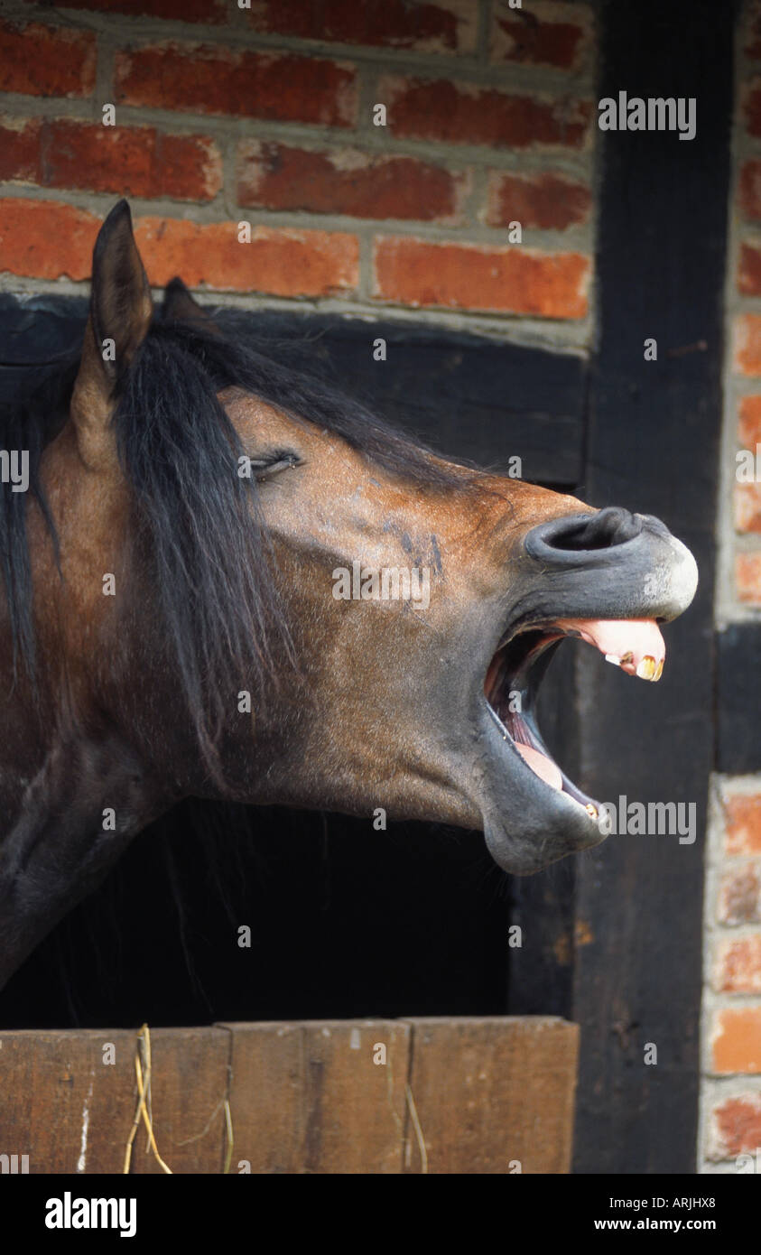 Barb horse (Equus przewalskii f. caballus), yawning, portrait Stock