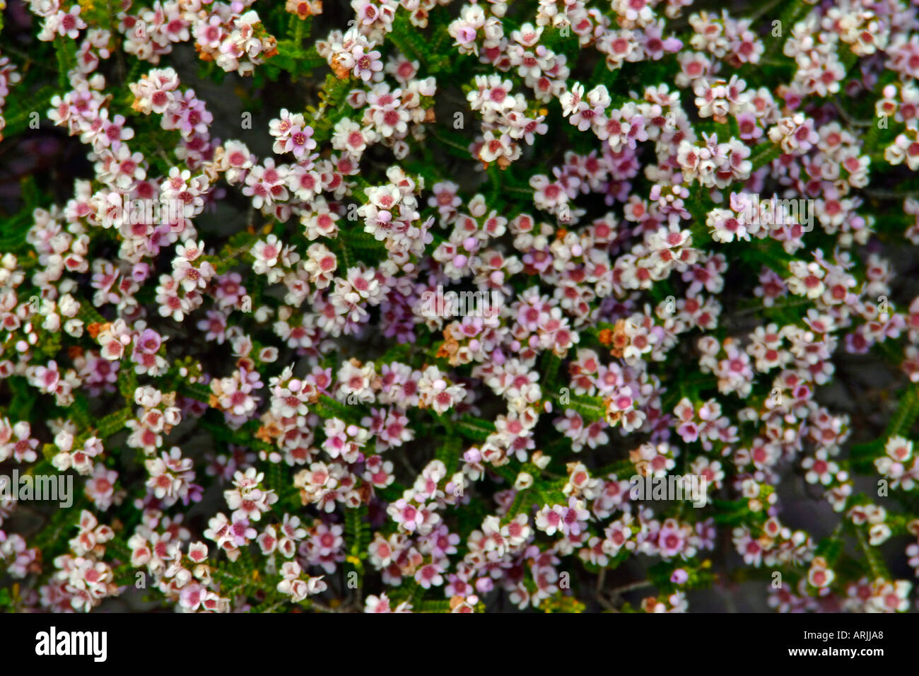 Desert wild flowers near Kalbarri Western Australia Stock Photo