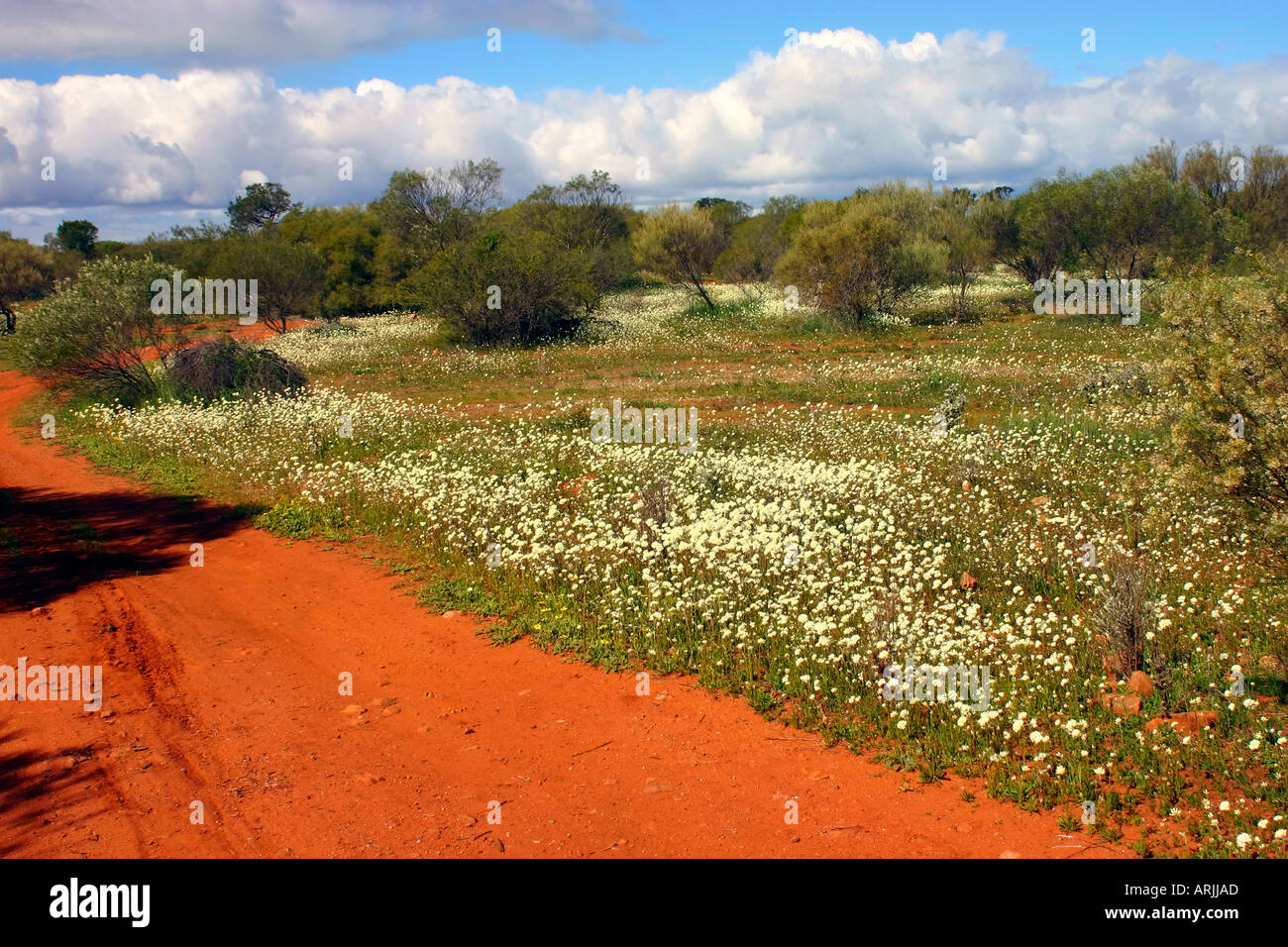 Desert wild flowers along red dirt road near Kalbarri Western Australia Stock Photo