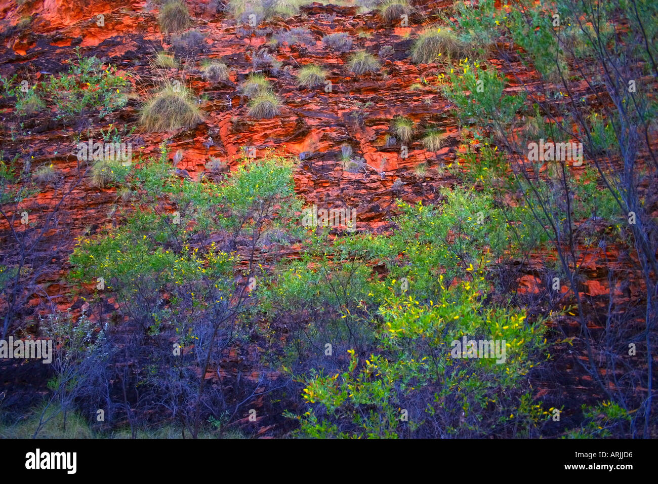 Rugged sedimentary formations and flowers of Hidden Valley in Mirima National Park near Kununurra Western Australia Stock Photo