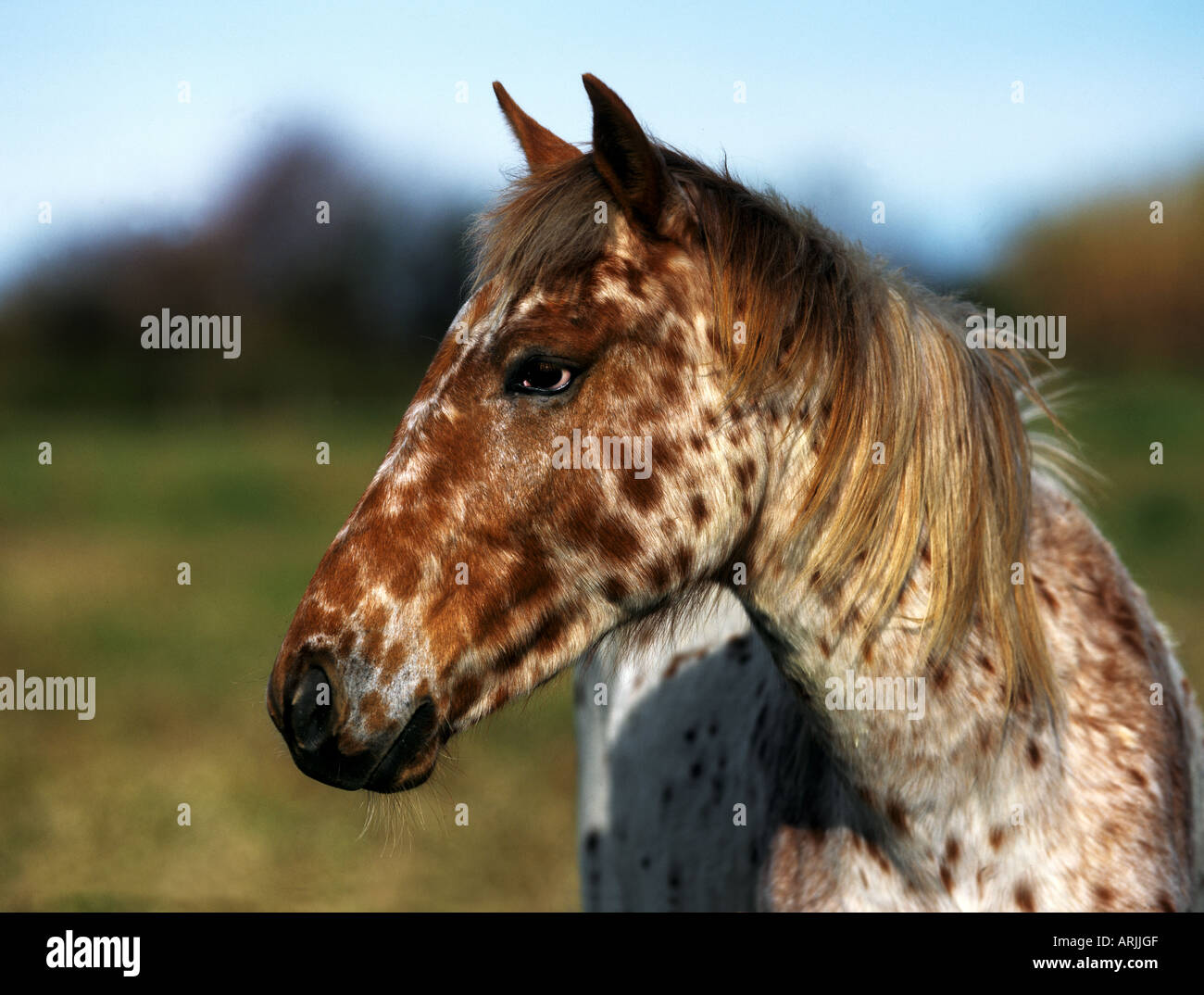 Appaloosa horse - portrait Stock Photo