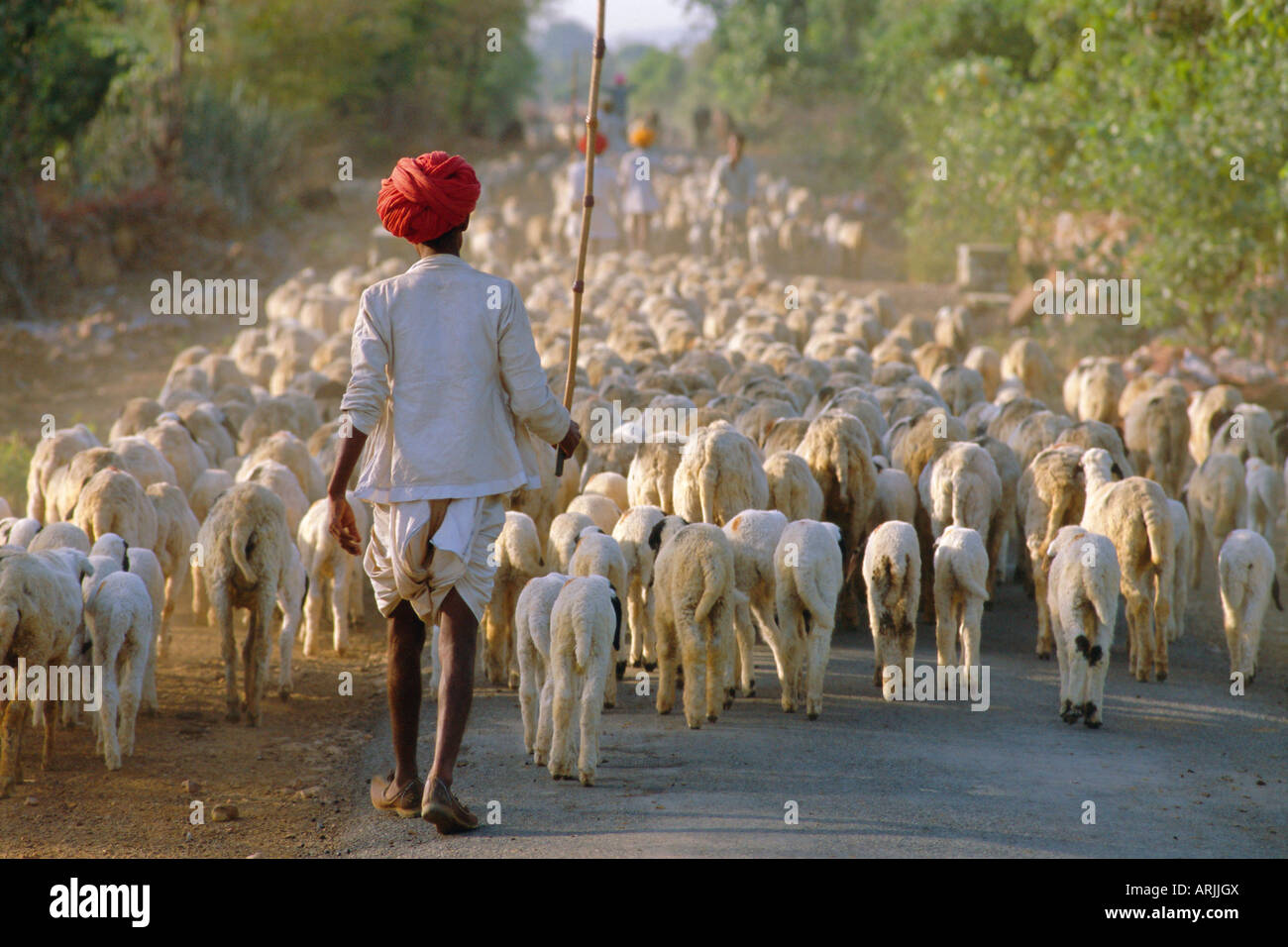 Shepherd and flock of sheep, Rajasthan, India Stock Photo Alamy