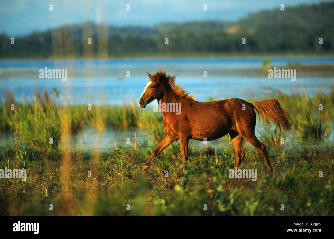 Brumby horse (Equus przewalskii f. caballus), Australia Stock Photo