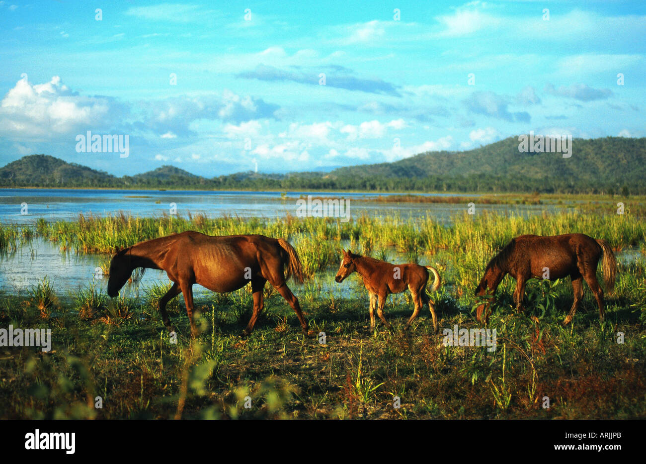 Brumby horse (Equus przewalskii f. caballus), mares with foal, Australia Stock Photo