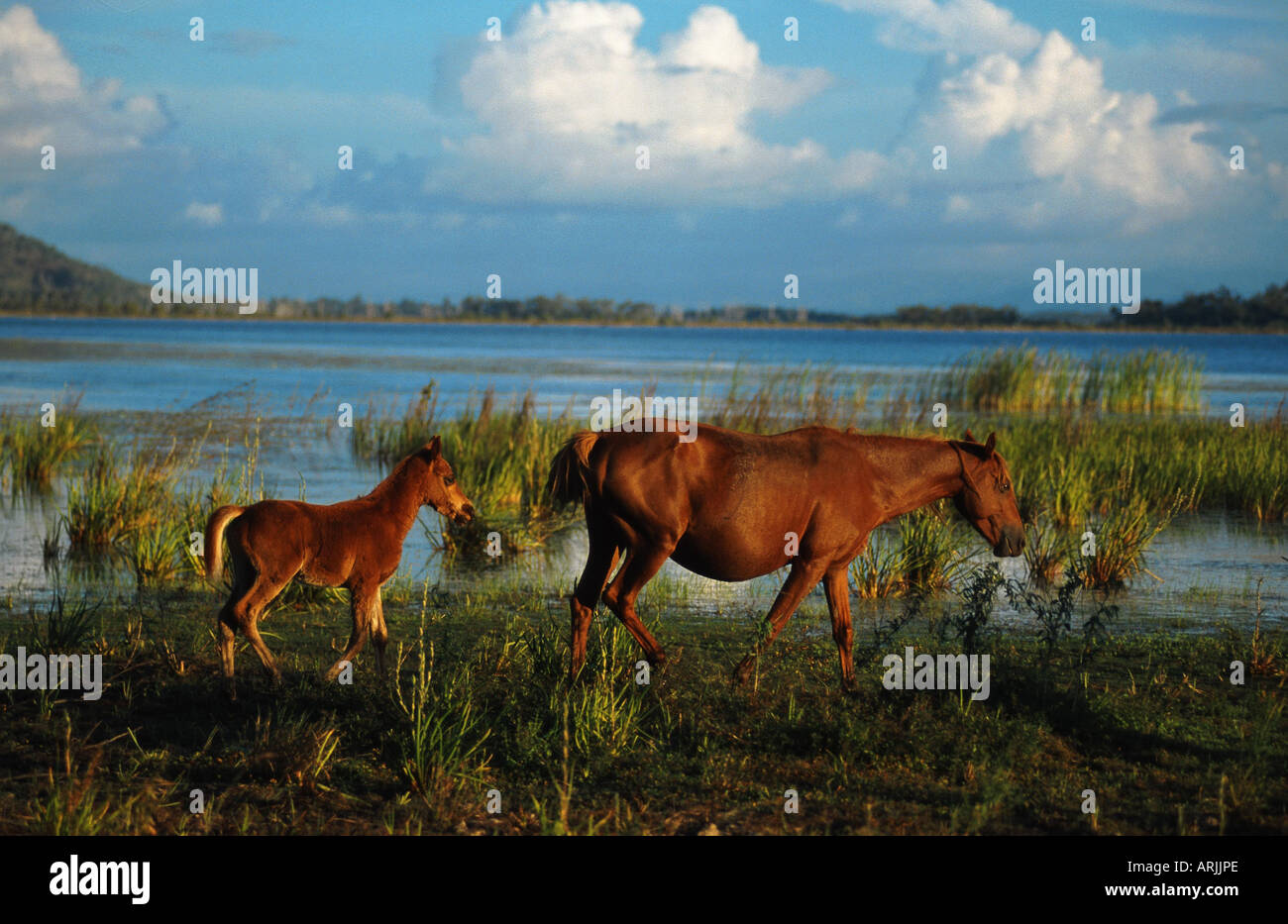 Brumby horse (Equus przewalskii f. caballus), mare with foal, Australia Stock Photo