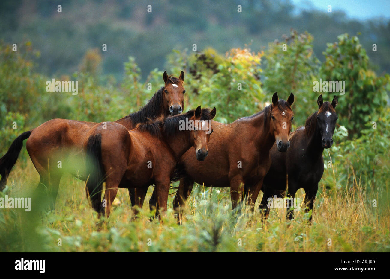 Brumby horse (Equus przewalskii f. caballus), four individuals, eye