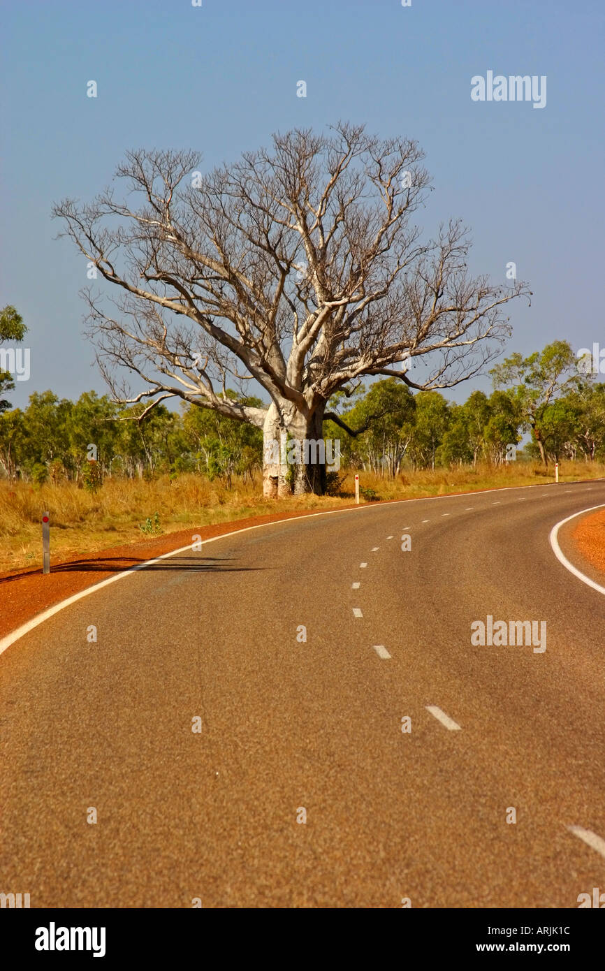 Large boab tree along Victoria Highway near Wyndham Western Australia Stock Photo