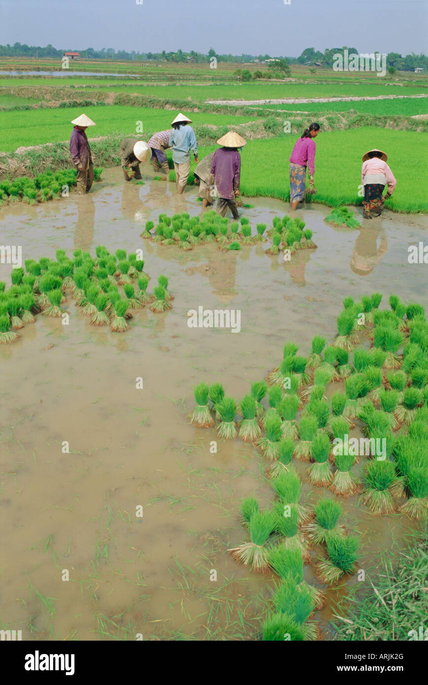 Rice paddies, Vientiane, Laos, Asia Stock Photo Alamy