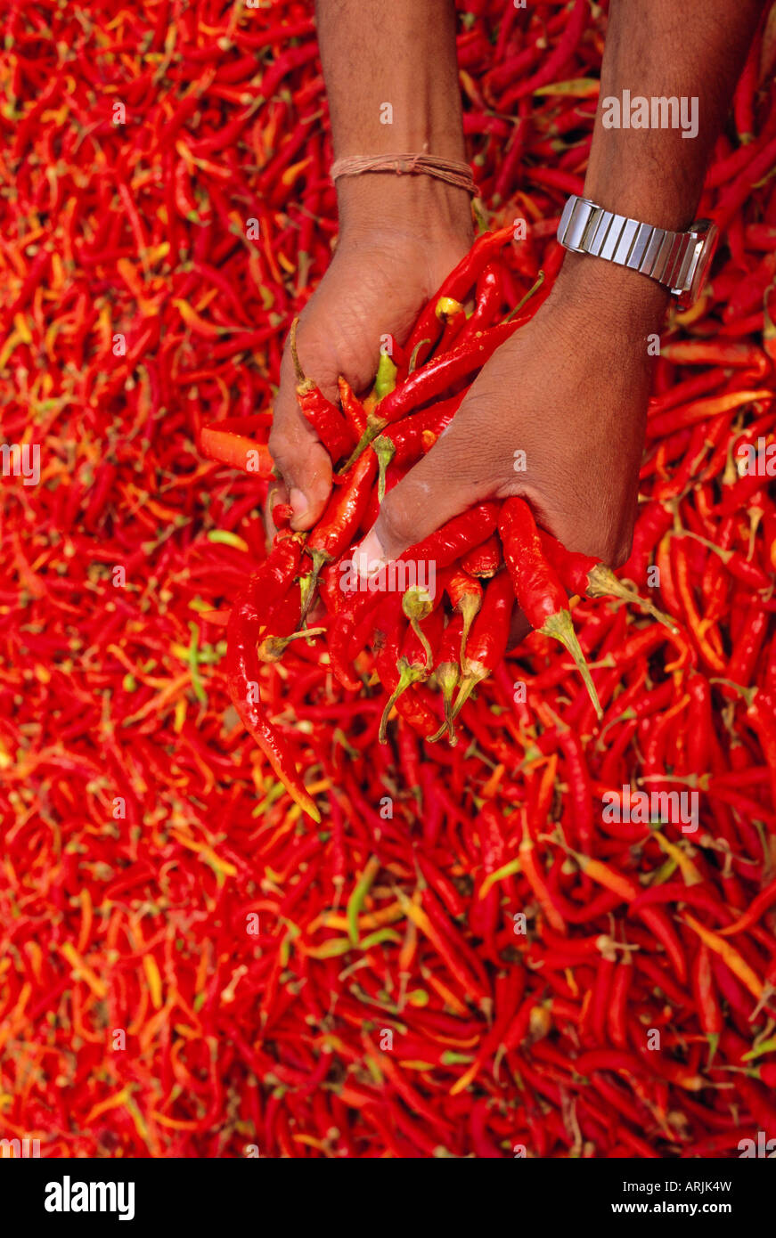 Red chilli peppers, Rajasthan, India Stock Photo Alamy