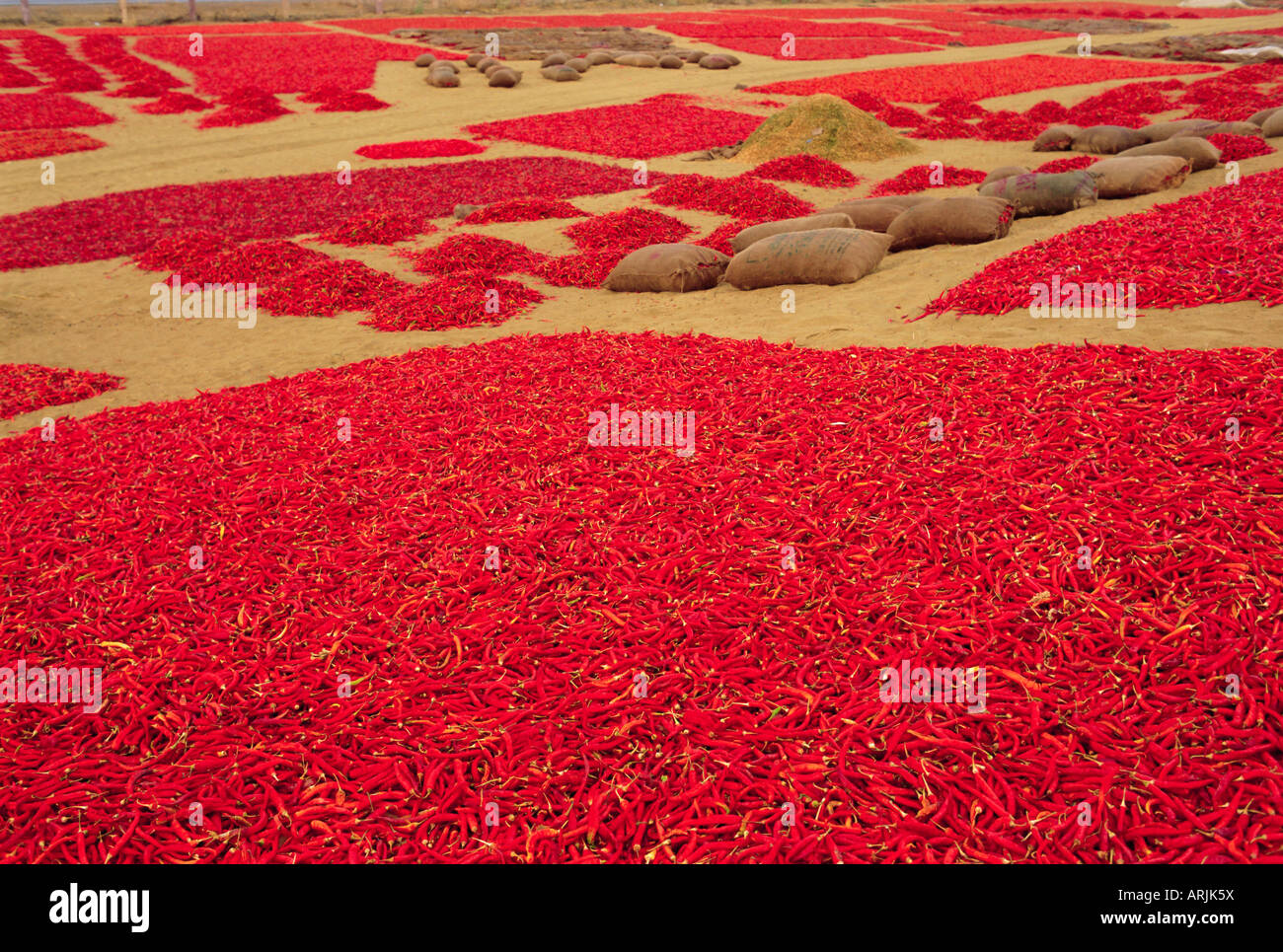 Picked red chilli peppers laid out to dry, Rajasthan, India Stock Photo