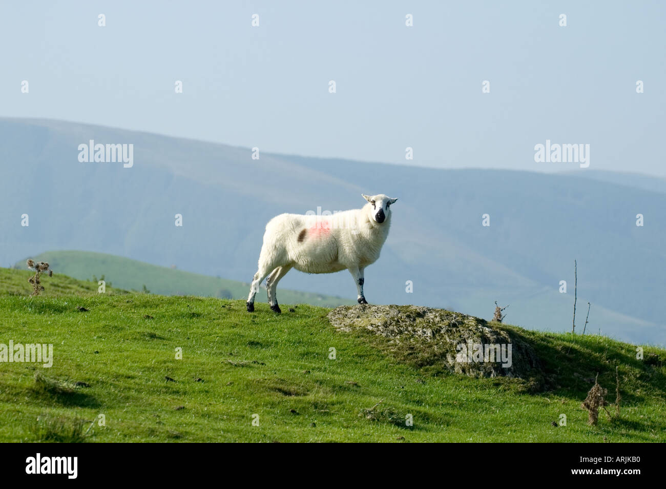 Solitary sheep on hillside in Mid -Wales Stock Photo